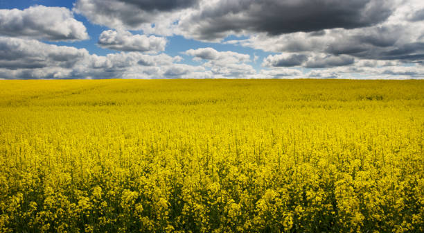 istock Landscape with rapeseed flowers. 922518876