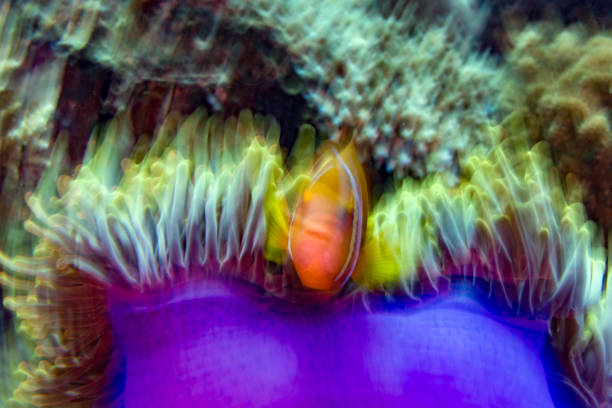 istock move effect Clown fish inside red anemone in indonesia 922519350