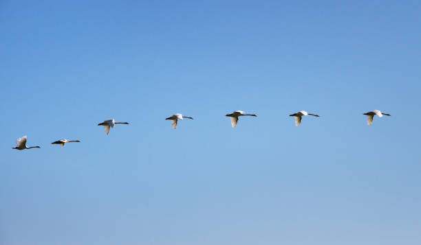istock Flock of swan in blue sky. 922519770