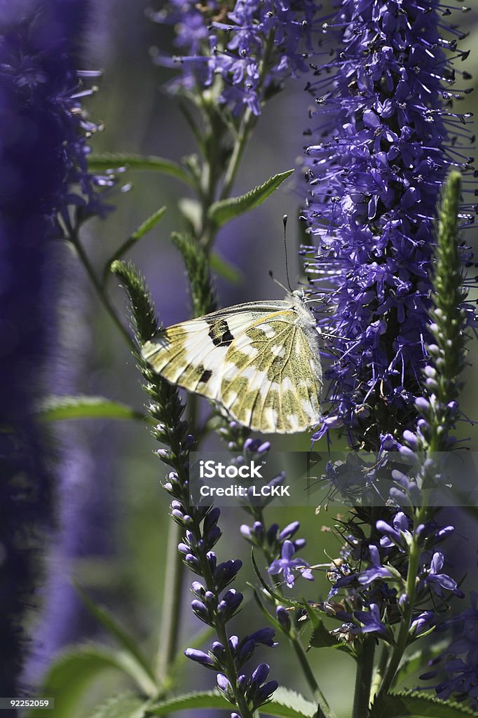 Close-up di farfalla Succhiare nettare sui fiori viola - Foto stock royalty-free di Aiuola