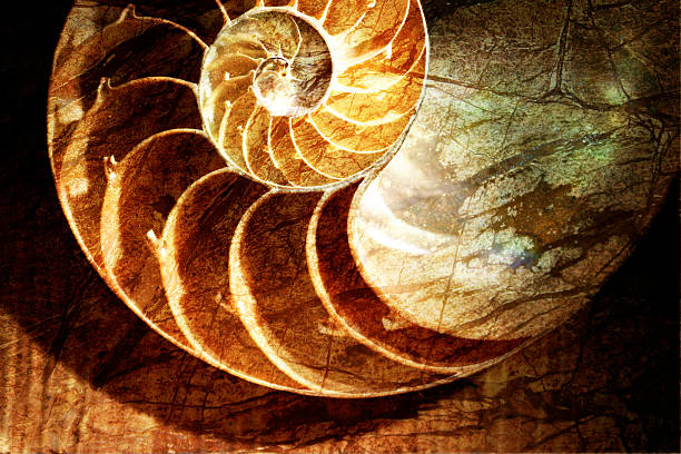 Nautilus shell  gyration stock pictures, royalty-free photos & images