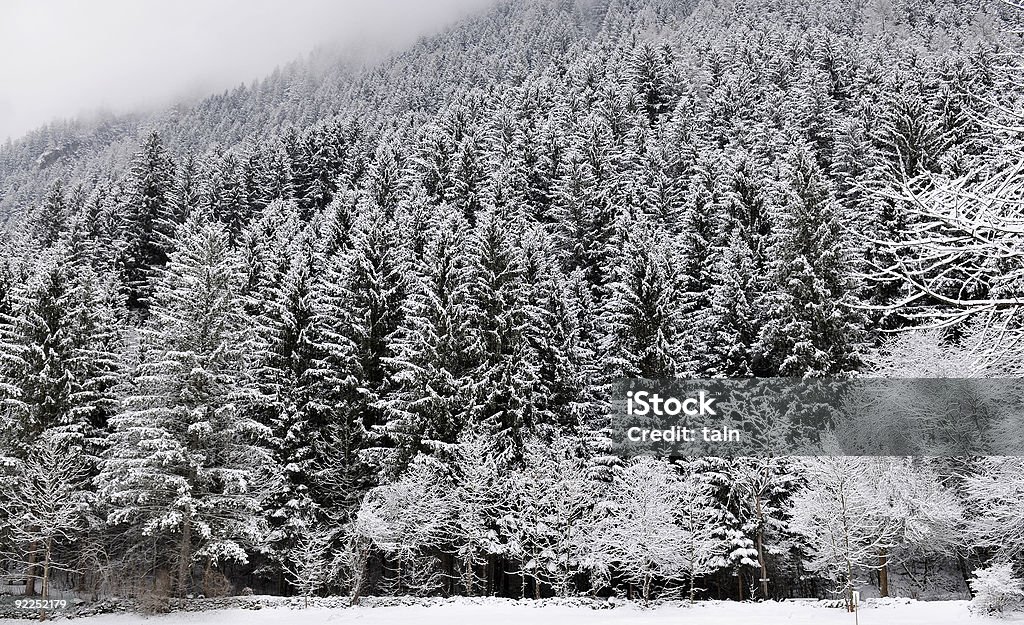 Verschneiten Wald - Lizenzfrei Alpen Stock-Foto