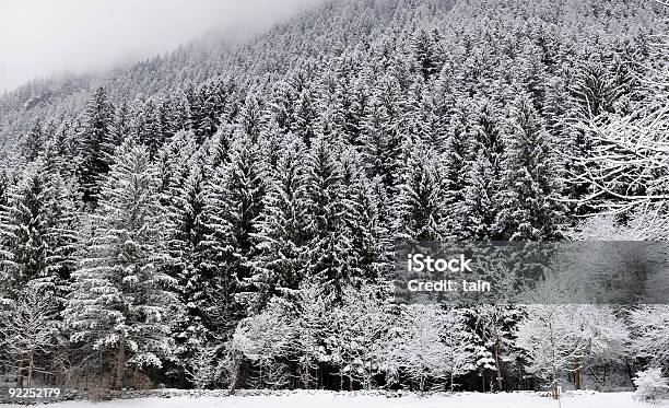 Verschneiten Wald Stockfoto und mehr Bilder von Alpen - Alpen, Baum, Bildhintergrund