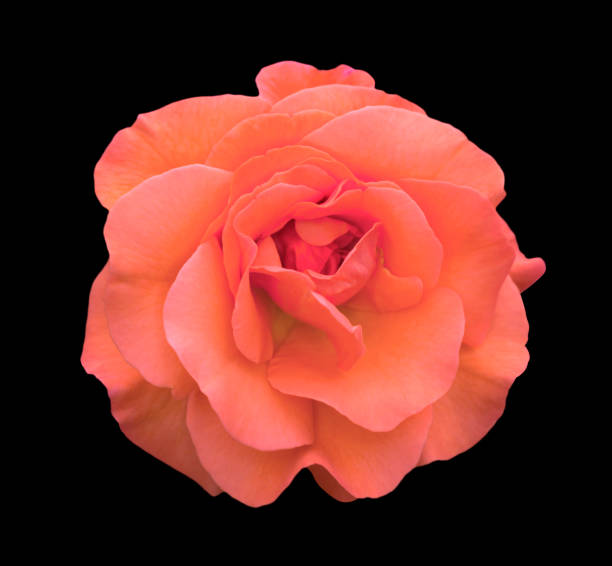 Rose rose flower macro isolated on black