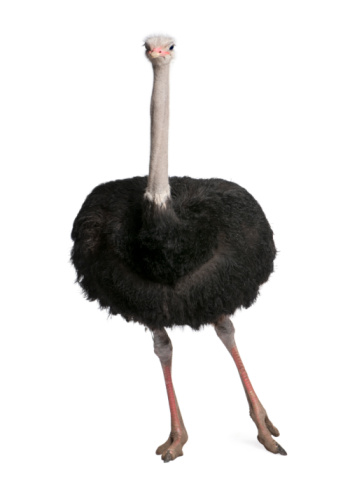 Ostrich head in portrait