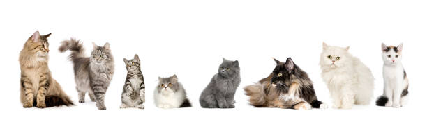 istock Group of cats of various types lined up 92252219
