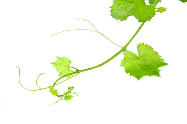 Fresh Green Grape Leaf on isolated white Background