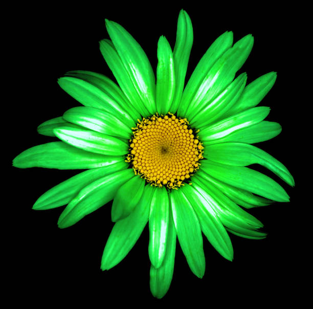 istock Surreal dark chrome acid green daisy flower macro isolated on black 922522956