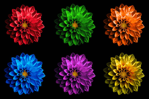 istock Pack of colored surreal dahila flowers macro isolated on black 922523358