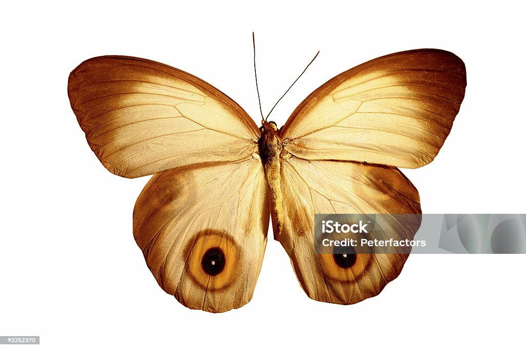 Butterfly with eyes  Amazon Region Stock Photo