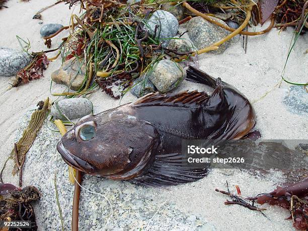 Stinky Beach Debris Stock Photo - Download Image Now - Abstract, Tail Fin, Animal Fin