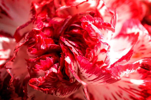 istock Exotic white and red carnation macro high contrasted with vignetting effect background 922526098