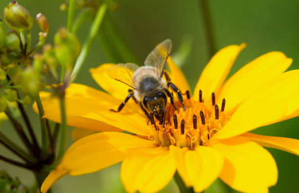 istock Honeybee and yellow flower. 922526394