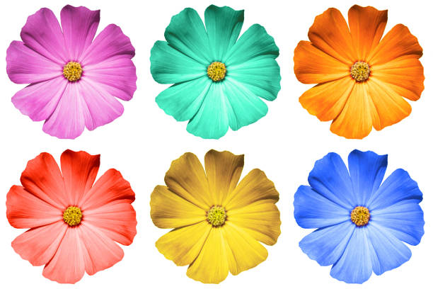 istock Pack of colored Primula flowers macro isolated on white 922526800