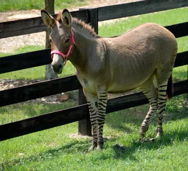 Zonkey named for mix breed of Zebra and Donkey