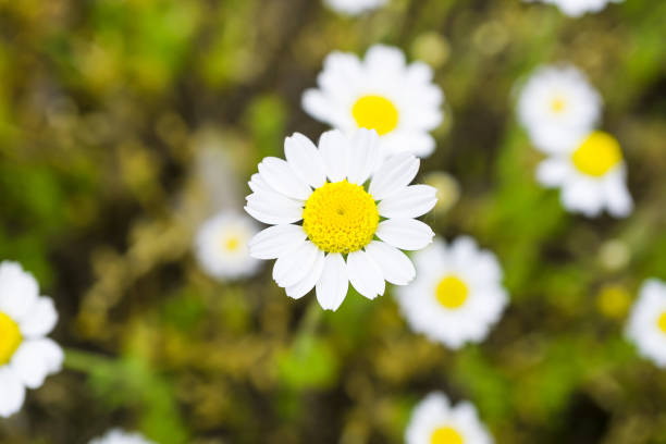 istock White daisies flower macro photo 922527180