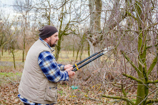 istock Gardener is cutting branches, pruning fruit trees with long shears in the orchard 922527282