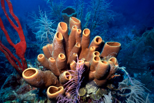 Colorful red finger sponge and brown tube sponges on Belize reef