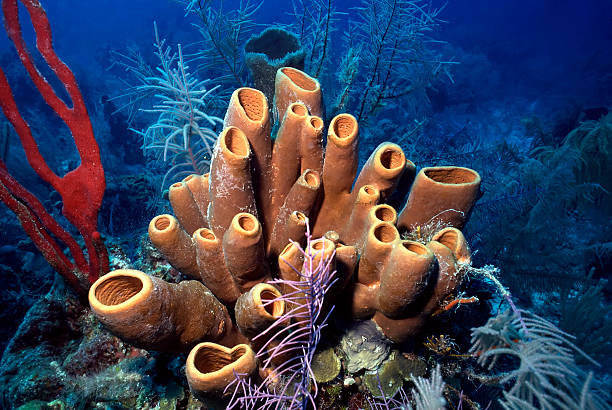 Belize sponges stock photo