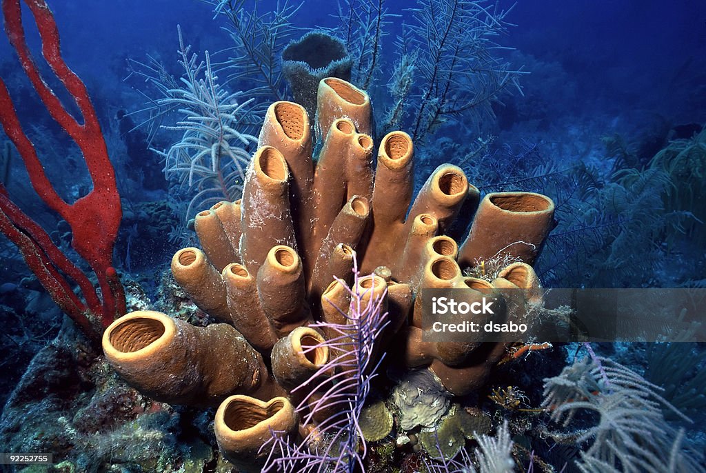 Belize esponjas - Foto de stock de Coral - Cnidário royalty-free