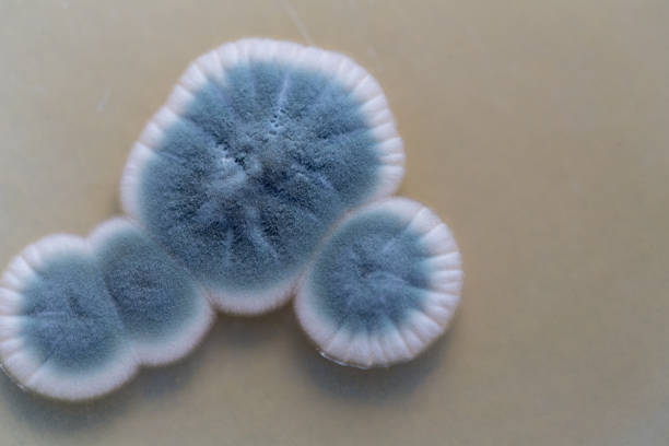 푸른 곰 팡이, ascomycetous 균 류는 자연 환경 뿐만 아니라 음식과 약물 생산에 중요 한 중요성의. - bacterium petri dish microbiology cell 뉴스 사진 이미지