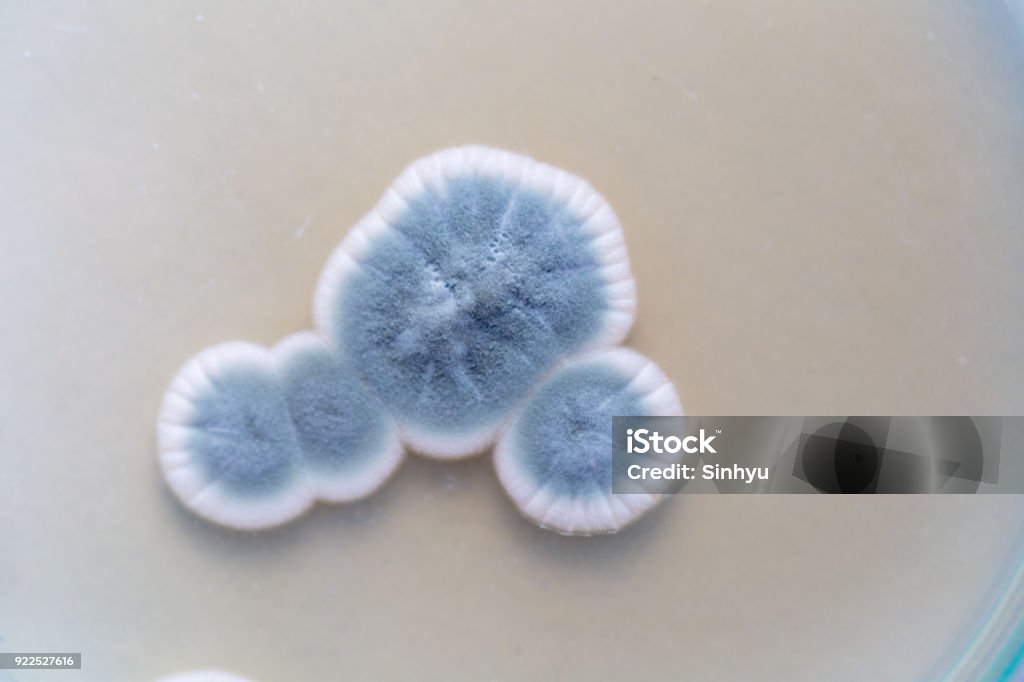 Penicillium, ascomycetous fungi are of major importance in the natural environment as well as food and drug production. Agar Jelly Stock Photo