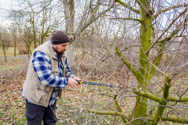 istock Gardener is cutting branches, pruning fruit trees with long shears in the orchard 922527652