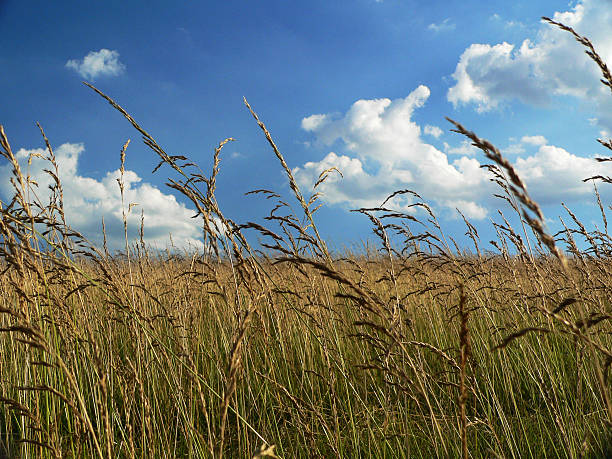 istock Golden Farm Field 92252878