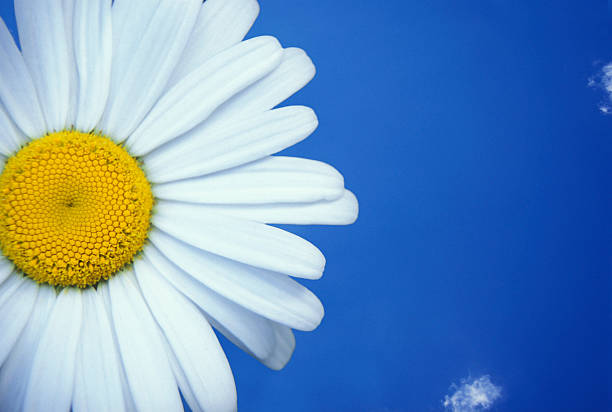 bluesky Daisy stock photo