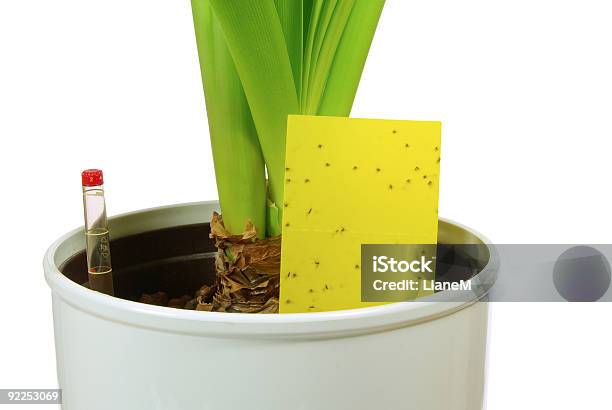 Flypaper Stock Photo - Download Image Now - Aphid, Houseplant, Amaryllis