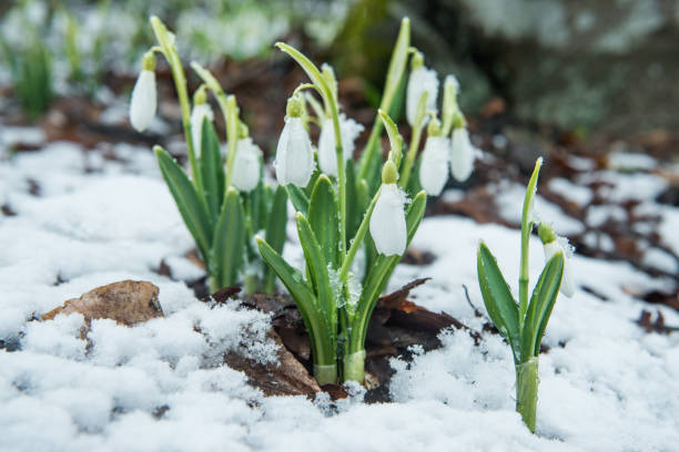 눈 속에서 흰색 부드러운 snowdrops - winter ukraine scenics frost 뉴스 사진 이미지