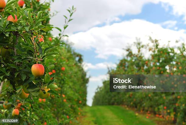 Foto de Pomar De Macieiras e mais fotos de stock de Abundância - Abundância, Agosto, Agricultura