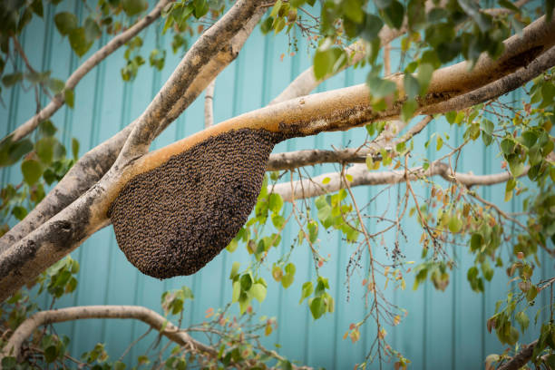 пчелиный рой висит на ветке - bee swarm of insects beehive tree стоковые фото и изображения
