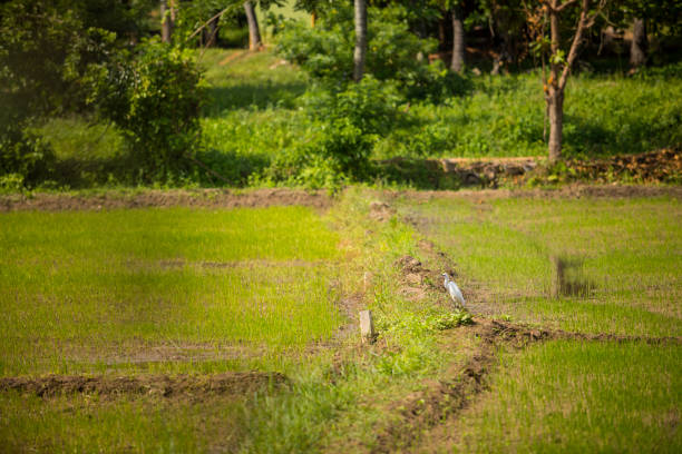 sri lankan egret - walking bird teamwork water bird imagens e fotografias de stock