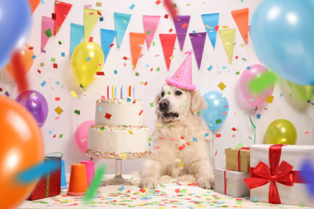 istock Labrador retriever with a party hat and a birthday cake 922535652