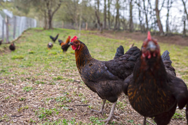 istock Chicken in the Garden 922536188