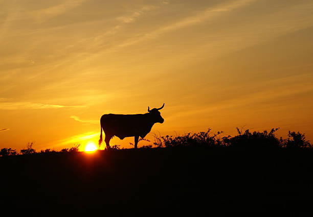 A single cattle with a ear tag cleared of all information.