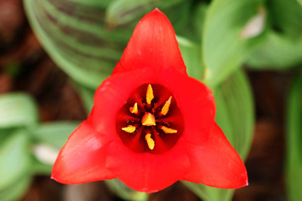 istock Red tulip blooming in the garden. View from above 922538888