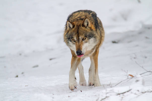 istock Gray wolf (Canis lupus) walking on the snow 922539322