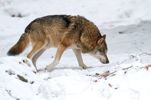 istock Gray wolf (Canis lupus) walking on the snow 922539446