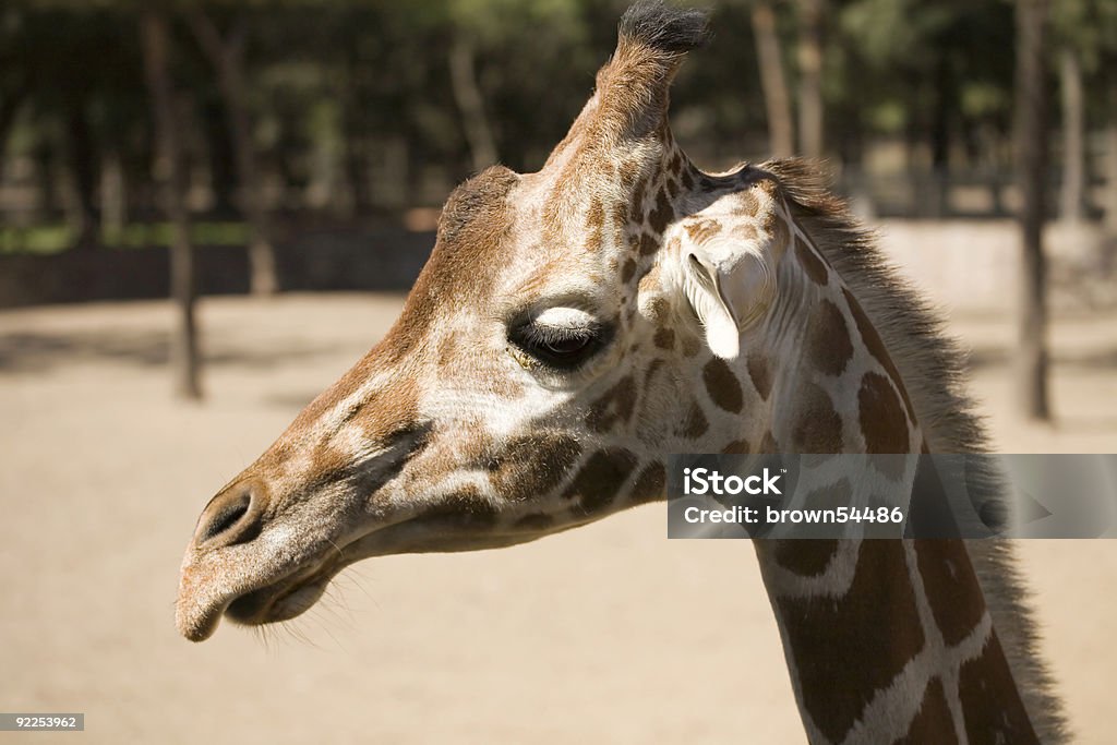 Eine coole Giraffe - Lizenzfrei Afrika Stock-Foto