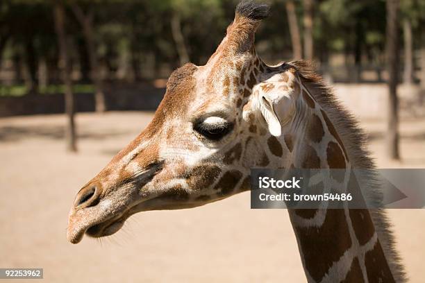 Один Крутой Жирафа — стоковые фотографии и другие картинки Африка - Африка, Веселье, Волосы животного