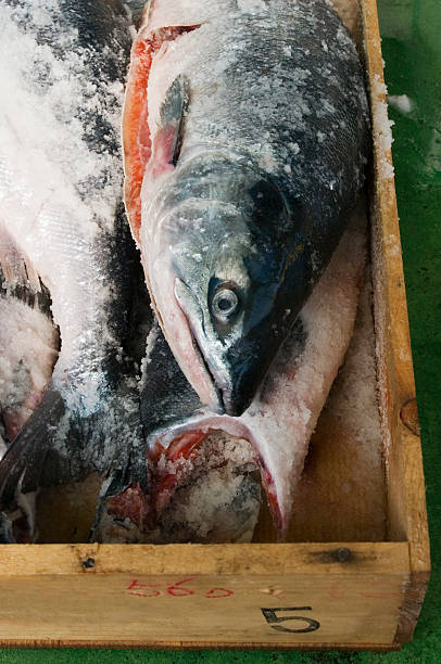 salmone appena pescati. - fish catch of fish catching dead animal foto e immagini stock