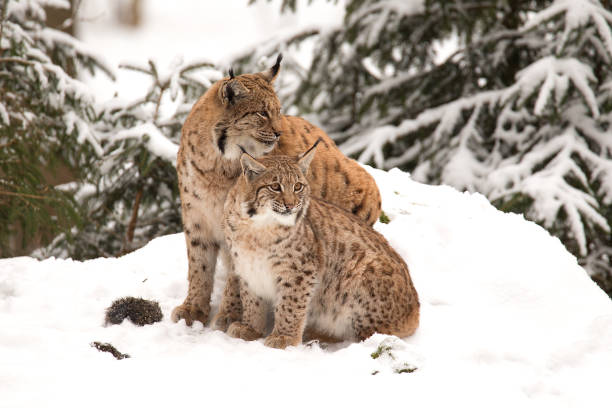 istock Two Lynx sitting in the snow 922542520