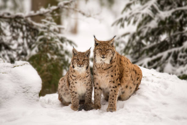 istock Two Lynx sitting in the snow 922542576