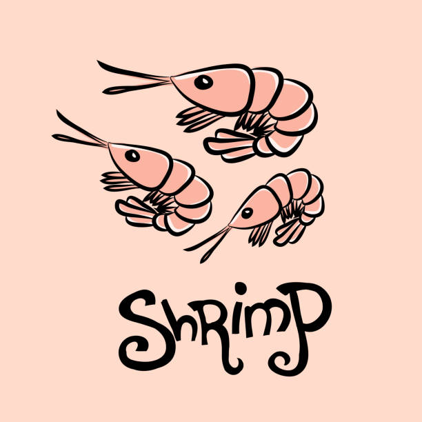 Cartoon graphic shrimps Cartoon graphic shrimps shrimp prepared shrimp prawn cartoon stock illustrations