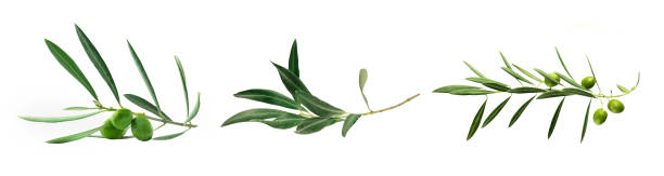 set de fotos de verde olivo, aislado en blanco - olive branch fotografías e imágenes de stock