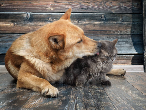 istock Huge dog licks unhappy cat 922542952