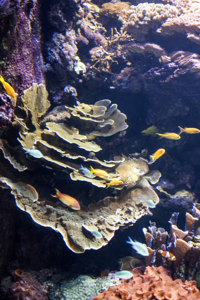 istock Decorative plants and ornamental fish in the aquarium 922546266