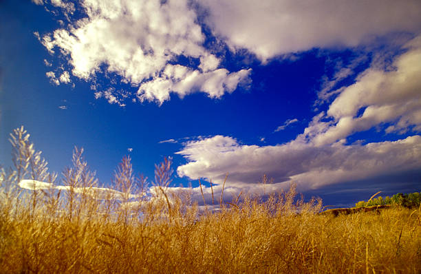 Field stock photo